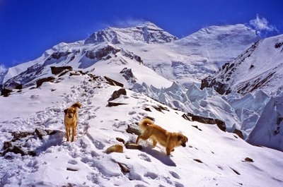 Two Everest dogs at 19000 feet