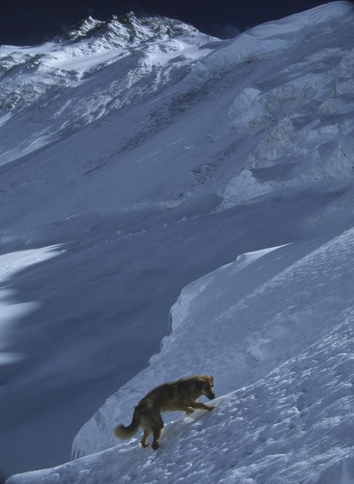 An everest dog on a steep slope